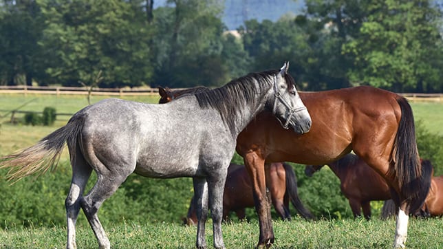 How Do Horses Sleep?