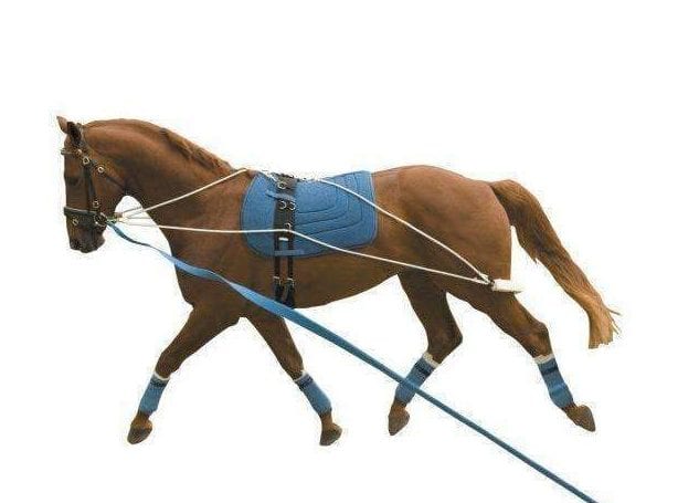 Ultimate Guide to Horse Training Equipment: Expert Tips & Recommendations