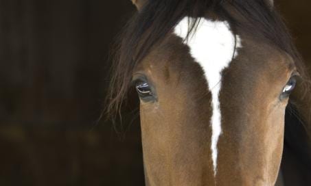 How Long Do Horses Live?