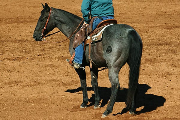 How Much Weight Can a Horse Carry