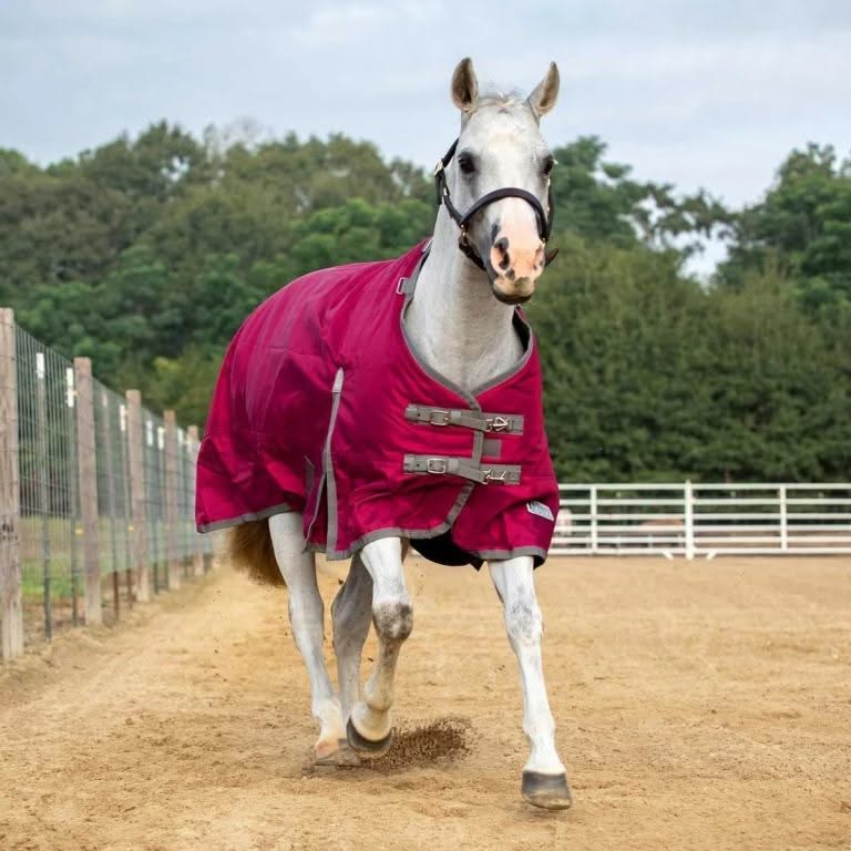 Horse Blankets